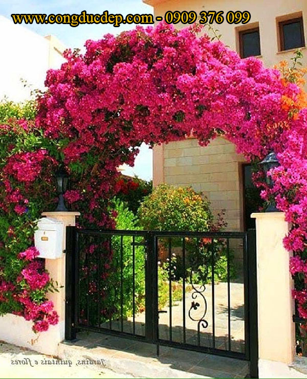 Mẫu cổng vòm hoa giấy màu hồng cổ điển